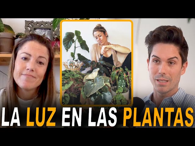 ¿Cuánta luz debe de recibir una planta de interior?