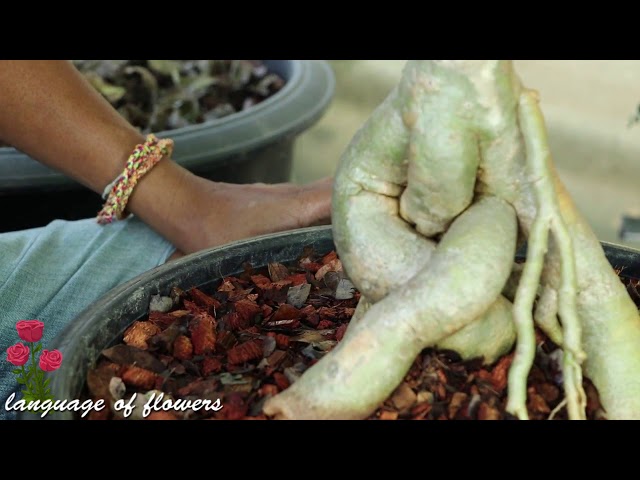 How to grow and care for Adenium plants