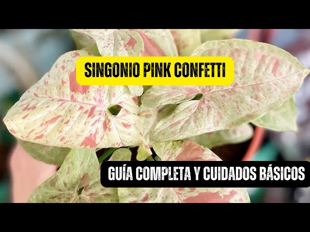 Singonio Pink Confetti: Origen, Cuidados Fáciles y Propagación - Guía Completa