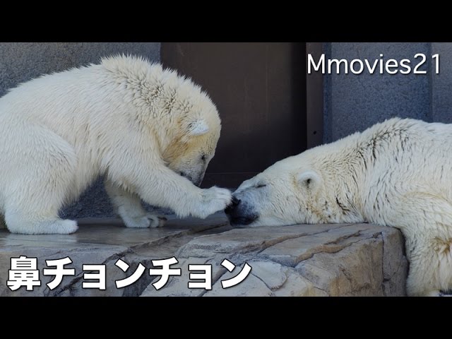 Polar Bear cub was tired play 遊び疲れて母の元へ ホッキョクグマ親子