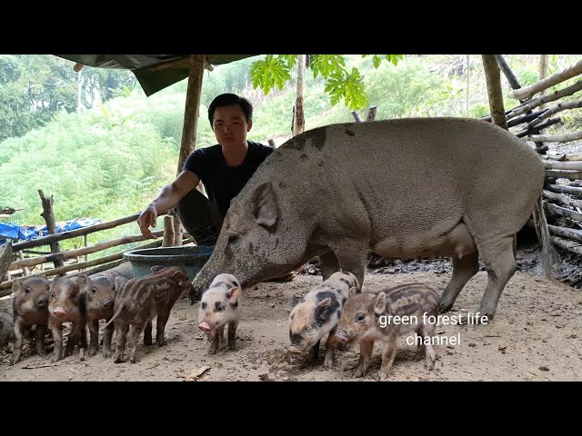 So cute 7 wild piglets. Caring and picking melons. Green forest life (ep211)