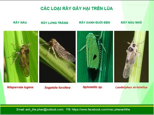 ThS. Phan Anh Thế | KIỂM SOÁT CHÁY RẦY | Rầy nâu | Rầy lưng trắng | Pest on rice | Cháy rầy