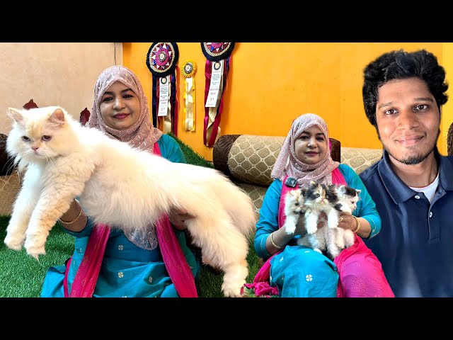 🤯💥இது பூனையா கரடியா Biggest Persian Cat Cattery | Cute kittens | Dallface,Semipunch Cats