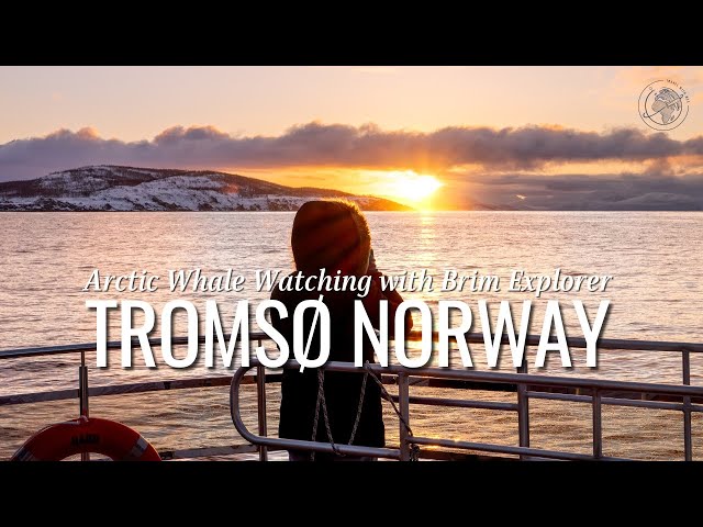 Experience the Magic of Whale Watching in Tromso Norway with Brim Explorer