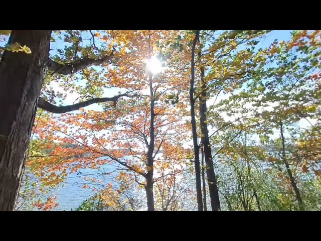 Enjoy a Windy Autumn Fall Day at The Park - 3D Video Collage (180VR LR) 4K (Indiana, United States)