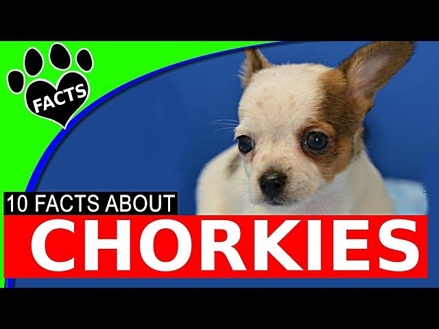 10 Fascinating Facts About Chorkies - Chihuahua Yorkie Mix Dog Breed