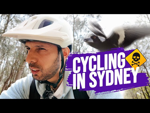 Riding Bicycles in Sydney and Got Attacked by Magpie Birds!