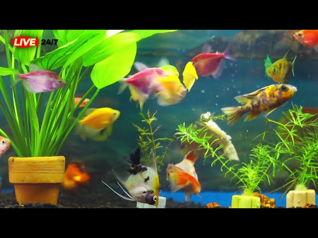 🔴LIVE: 24/7 [ Gold fish , Tetra window fish(Red , Full Reg, Green, Purple), Lily fish and more]