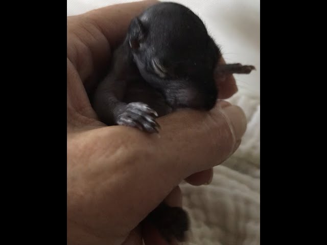 Little Orphan ,Tiny Baby Roo The rescued black squirrel 🐿