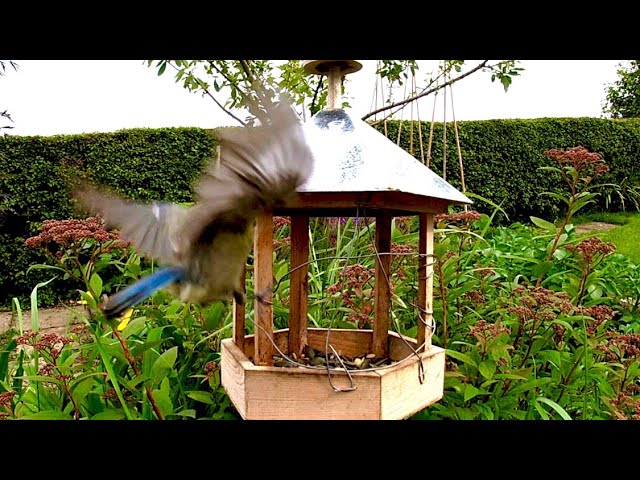 English Garden Birds