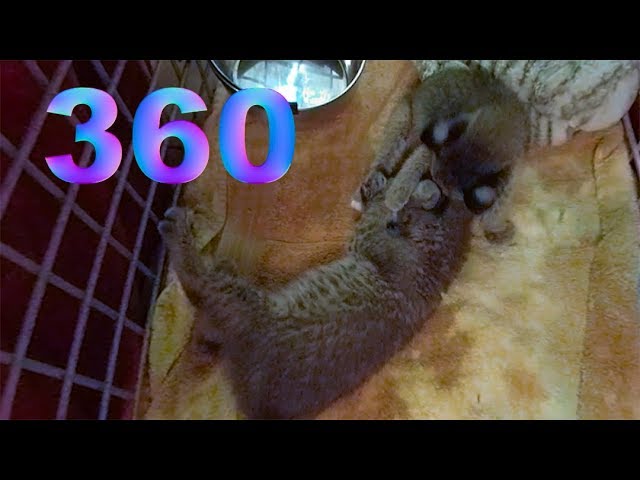 Bobcat Kittens! Foxtrot Meets Bravo & Tango