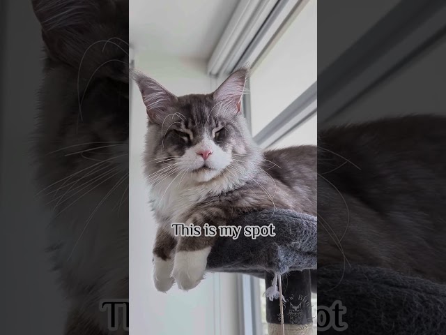 My Spot | Cute Maine Coon Cat