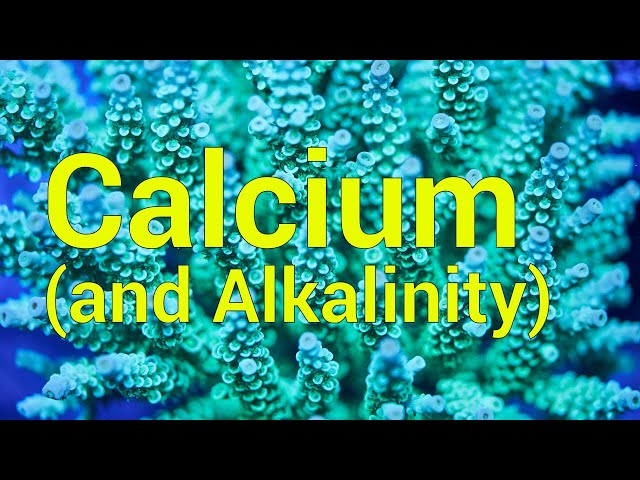 Options for Maintaining Calcium & Alkalinity in a Reef Tank