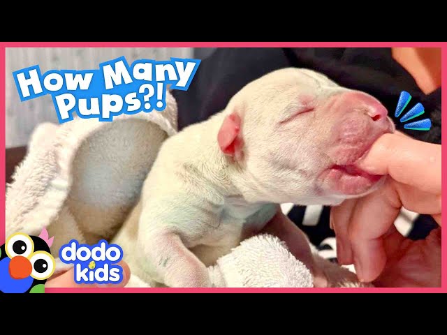 Wait — HOW MANY Puppies Were Born?! | Dodo Kids | Rescued!