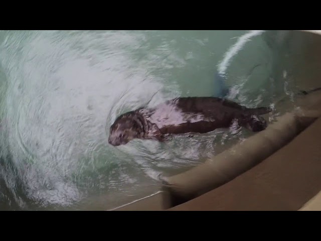 Taking a dive with sea otter pup Lincoln