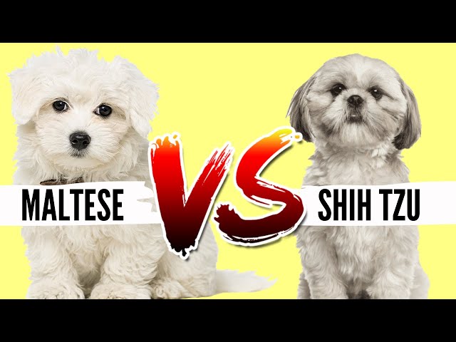 Maltese VS Shih Tzu- Which Breed is Best For You