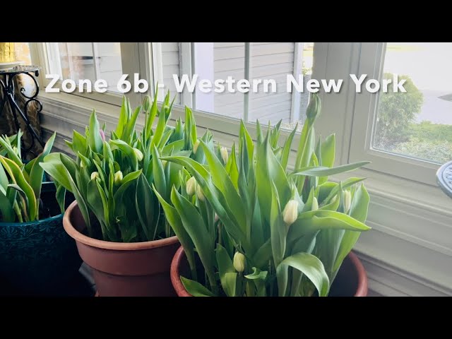 April Gardening • Zone 6b •🌷🌾#garden #spring #perennialgarden #grasses #tulip  #peonies #april