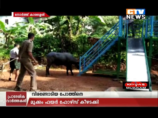 വിരണ്ട  പോത്തിനെ ഫയർ ഫോഴ്‌സ് കീഴടക്കി - POTHU VIRANDU- CTV NEWS - 15-10-2018