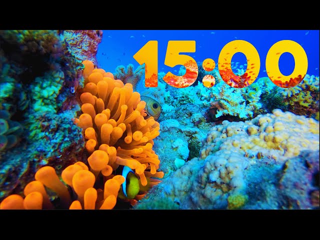 15 Minute 4K Aquarium Countdown with Relaxing Piano Music 🐠🎹