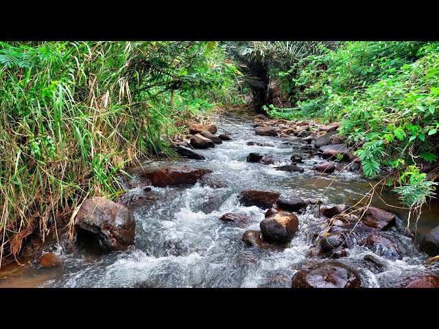 Rapid Relaxation: Drift Off To The Soothing Sounds Of A Peaceful River Stream With Picturesque Views