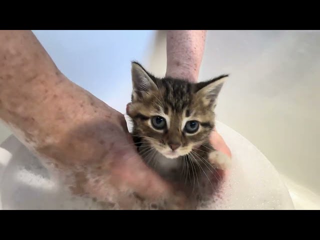 The "P" kittens were given a bath a couple of days ago