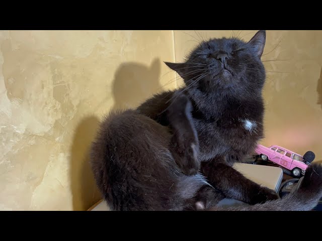 Cute Cat purr for your relaxation ❤️ Sweet and Cute cat video 4K ) New funny cat video 2025 )