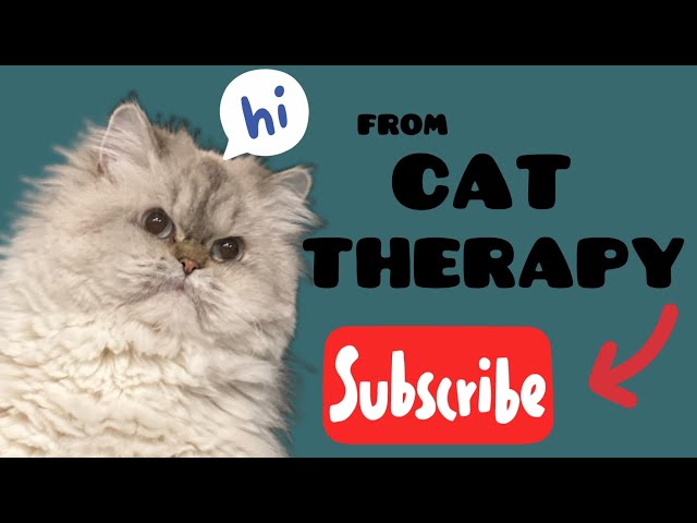 funniest video cats funny baby cat 2022