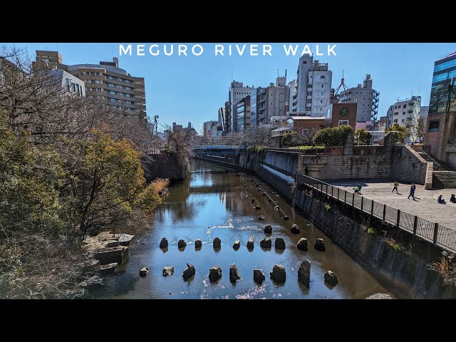 Live Tokyo Morning Walk 🌳☕🪴 Meguro River From Ikejiri