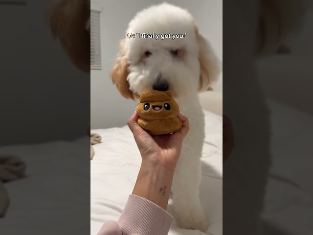 The Funniest Dog Toy from BarkBox #Dogs #DogToy #dogtraining