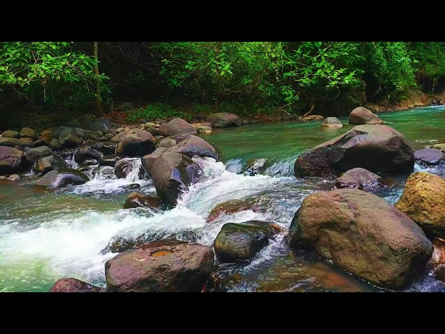 01/11 Meditation Forest Sounds, Relaxing Stream Sounds, ASMR Sound of Stream Flowing in Forest