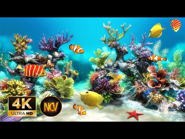 Aquarium 4K Video (Ultra HD) Relaxing Fish - Relaxing Sleep Meditation Music - no copyright video