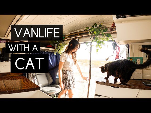 LIVING IN A VAN WITH A CAT | Does She Walk On A Leash? What If She Runs Away? S3E1