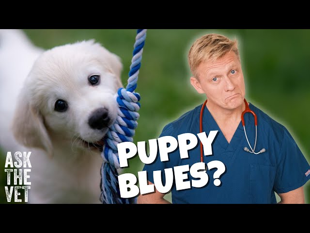 Finding things tough with your new puppy? Got the puppy blues? | ASK THE VET with Dr Scott Miller