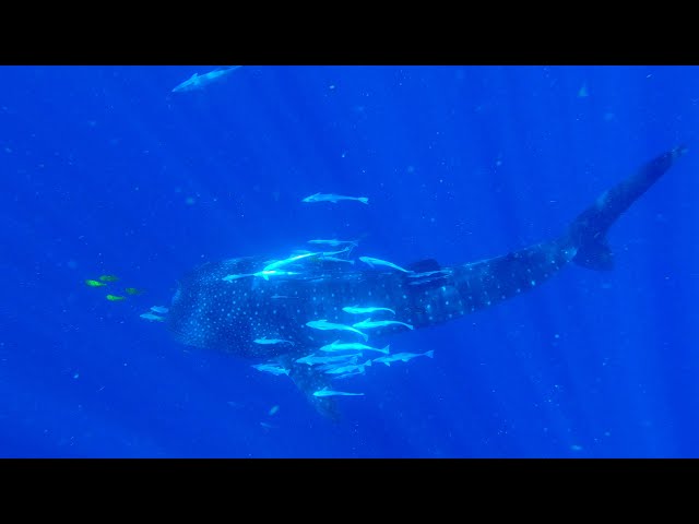 Diving in Nosy Be and around (Madagascar)