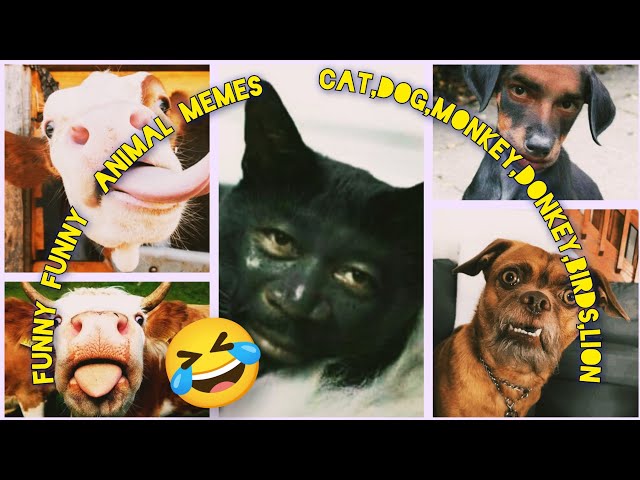 Funny Funny Animal Memes.Cat,Dog,Monkey,Donkey,Birds,Lion🤣🤣