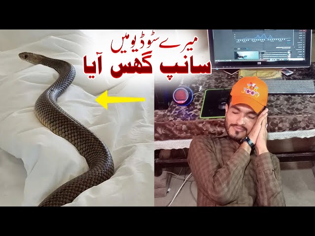 Snake Enter in My Youtube Studio Room at Night at 01:00 AM - سانپ میرے سٹوڈیو میں آگیا