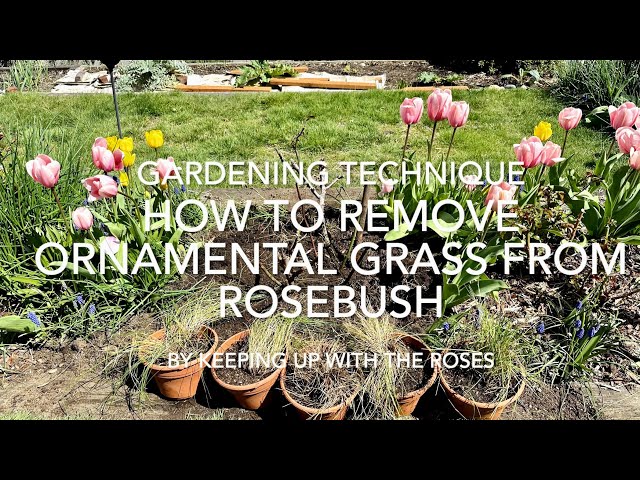 Removing Grass From a Rosebush