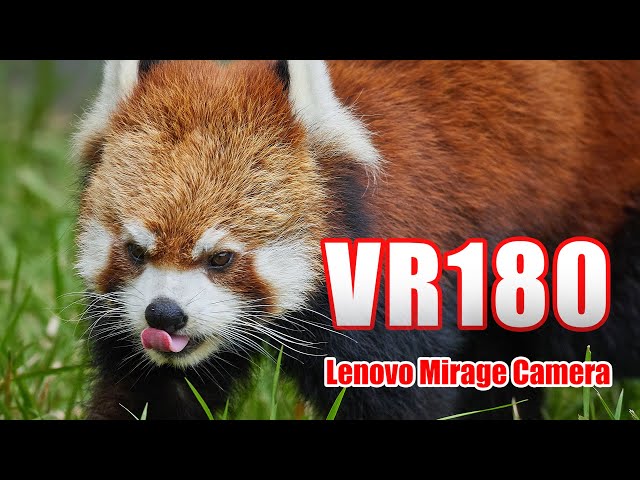 [VR180] 3D VR Red panda [Mirage Solo Camera]