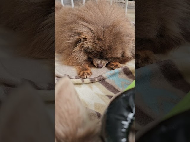 Teacup pomeranian as an adult weight 4lbs