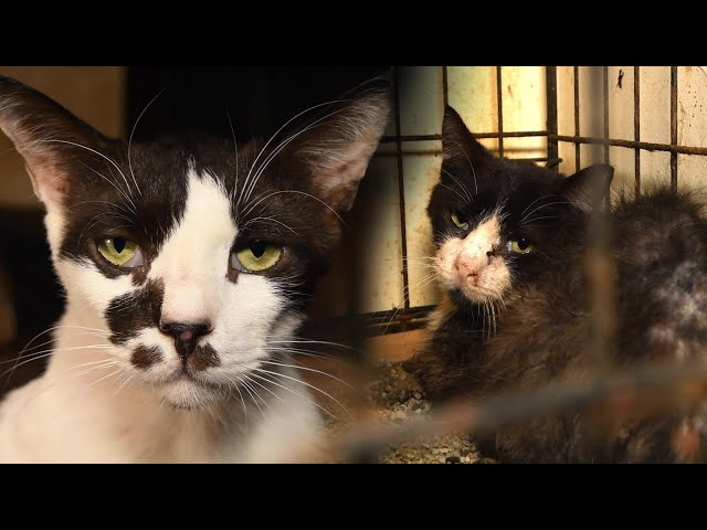 Cats rescued from condemned residence