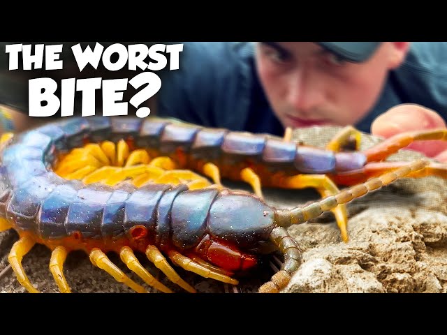 Australia's Most Venomous Centipede is a Living NIGHTMARE