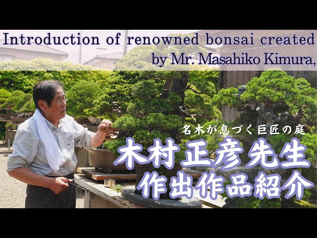 Introducing Mr. Masahiko Kimura's Created Bonsai - Renowned Bonsai from the his Studio -