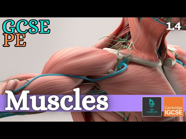 GCSE PE - MUSCLES - Anatomy and Physiology (Skeletal and Muscular System - 1.4)