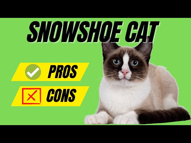 Snowshoe Cat Breed - The Pros and Cons Of Owning