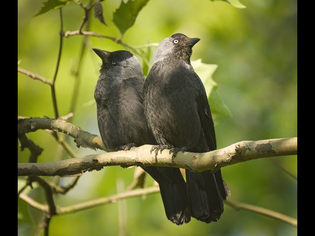 On The Origin of the Species That Speaks - the playful art of signals