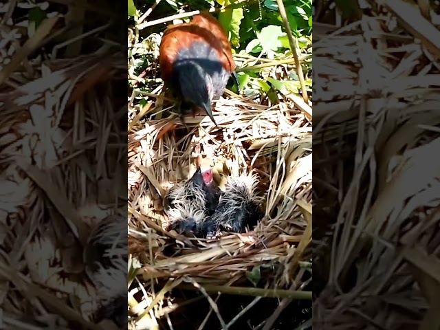 Greater coucal birds bring many frogs and the young can eat them all 1