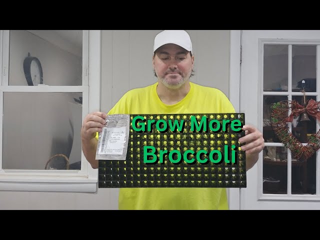 How to Grow Broccoli from Seed 🌱