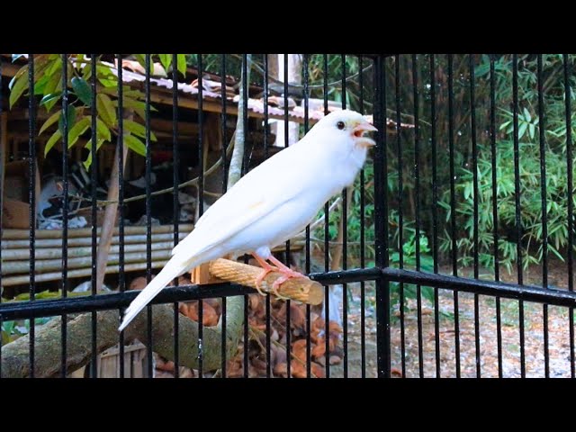 Thanks to This Canary Many Silent Canaries Are Singing Again