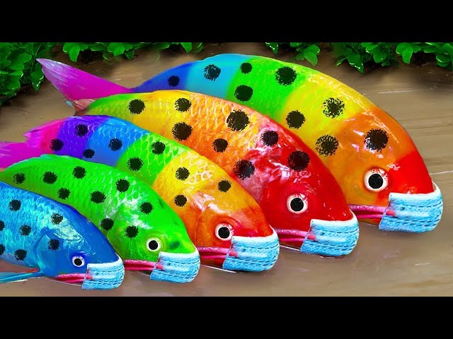 Menemukan ikan hias warna-warni, Ikan lele pelangi, ikan cupang - RAINBOW CARP ASMR Funny