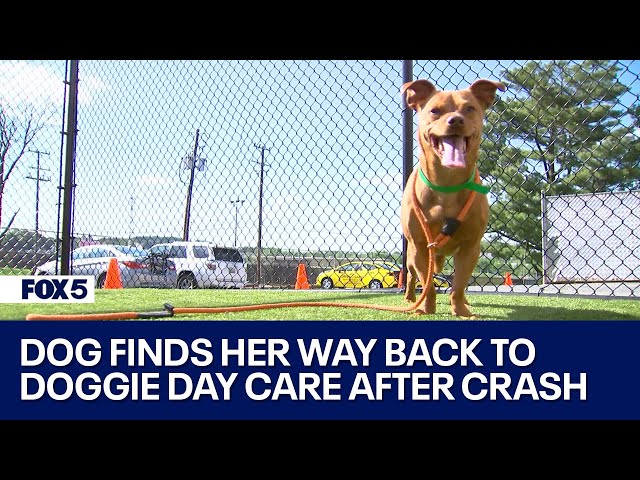 Escaped dog returns to boarding facility